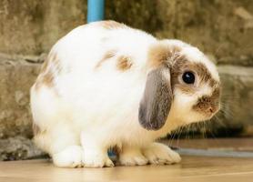 Rabbits are small mammals. Bunny is a colloquial name for a rabbit. photo