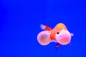 The goldfish isolated in water black background. photo