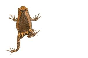 Rana nigrovittata is a species of frog in the Ranidae family. photo