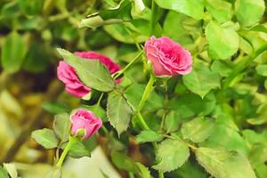 rosa en muchos colores y hermosa en el jardín foto