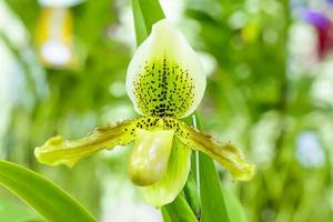 paphiopedilum, a menudo llamada zapatilla de venus, es un género de la subfamilia de orquídeas zapatilla de dama cypripedioideae de la familia de las orquídeas. foto