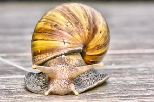 Closeup of a snail on rock floor. photo