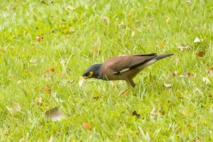 Myna eat the bread photo