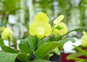 Paphiopedilum, often called the Venus slipper, is a genus of the Lady slipper orchid subfamily Cypripedioideae of the flowering plant family Orchidaceae. photo