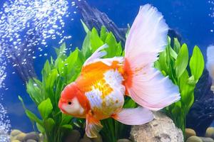 The goldfish isolated in water black background. photo