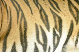 Tiger fur texture photo