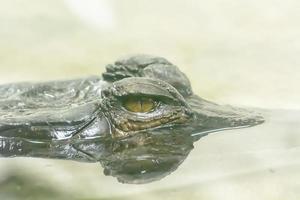 The malayan gharial take in a zoo photo