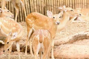 A Eld's Deer closeup take in a zoo photo