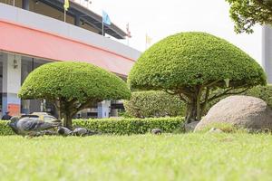 The birds and tree beautiful trim in the garden photo