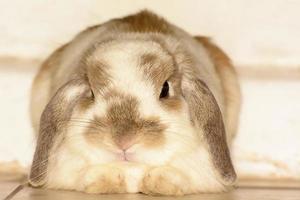 Rabbits are small mammals. Bunny is a colloquial name for a rabbit. photo