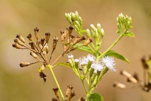 Poaceae is feels lonely. It is beaitiful and outstanding. photo