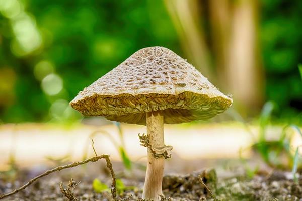 Close up mushroom in garden on nature background. 7447617 Stock Photo at Vecteezy Close up mushroom in garden on nature background. 7447617 Stock Photo at Vecteezy
