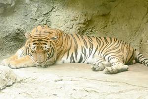 The tiger sleeping take in a zoo photo