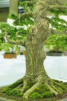 Pequeño árbol, cultivado con técnica tailandesa de bonsai.