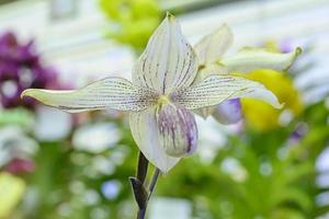 Paphiopedilum, often called the Venus slipper, is a genus of the Lady slipper orchid subfamily Cypripedioideae of the flowering plant family Orchidaceae. photo