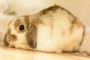 Rabbits are small mammals. Bunny is a colloquial name for a rabbit. photo