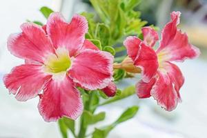 la rosa del desierto es una flor de colores brillantes. las rosas del desierto son flores tailandesas. foto