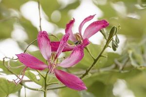 Phanera purpurea or Butterfly Tree or Orchid Tree photo