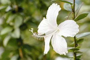 Hibiscus is a genus of flowering plants in the mallow family, Malvaceae. photo