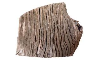 Stump isolated on a white background. Clipping inside. photo