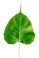 The front cordate leaf on a white background. photo
