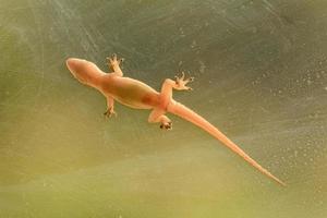 Belly of lizard photo