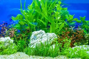 Water plant or aquatic plant or aquatic weed photo