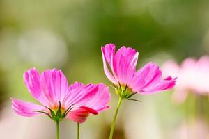 Cosmos is flowering plants in the sunflower family. photo