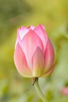 Lotus is many colors and beautiful in ponds, is a symbol of Buddhism. photo