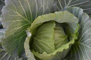 Home-grown cabbage head with compost and natural care to serve as family food. photo