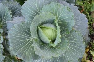 Home-grown cabbage head with compost and natural care to serve as family food. photo