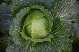Home-grown cabbage head with compost and natural care to serve as family food. photo