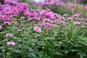 Wallpaper of different chrysanthemum flowers. Nature Autumn Floral background. Chrysanthemums blossom season. Many Chrysanthemum flowers growing in pots for tourists flora festival, Thailand. photo