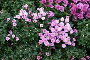 Wallpaper of different chrysanthemum flowers. Nature Autumn Floral background. Chrysanthemums blossom season. Many Chrysanthemum flowers growing in pots for tourists flora festival, Thailand. photo