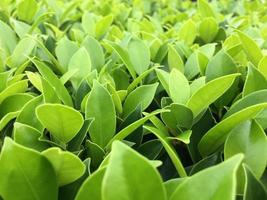 The banyan tree tops are beautifully trimmed and look fresh. photo
