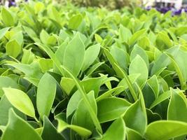 The banyan tree tops are beautifully trimmed and look fresh. photo
