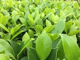The banyan tree tops are beautifully trimmed and look fresh. photo