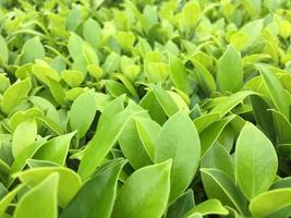 The banyan tree tops are beautifully trimmed and look fresh. photo