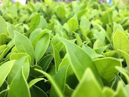 The banyan tree tops are beautifully trimmed and look fresh. photo