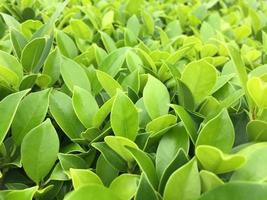 The banyan tree tops are beautifully trimmed and look fresh. photo