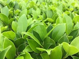 The banyan tree tops are beautifully trimmed and look fresh. photo