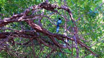Yucatan jay birds in trees tropical jungle nature Tulum Mexico. video