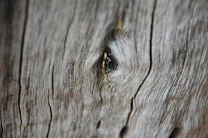 The front surface of the wood hemisphere has been exposed to the sun and weathered to cause mold on the wood. photo