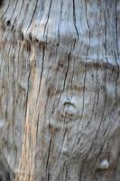 The front surface of the wood hemisphere has been exposed to the sun and weathered to cause mold on the wood. photo