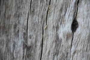 The front surface of the wood hemisphere has been exposed to the sun and weathered to cause mold on the wood. photo