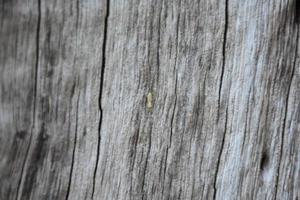 The front surface of the wood hemisphere has been exposed to the sun and weathered to cause mold on the wood. photo