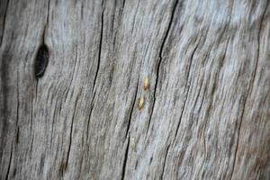 The front surface of the wood hemisphere has been exposed to the sun and weathered to cause mold on the wood. photo