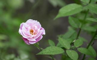 Damask pink rose photo