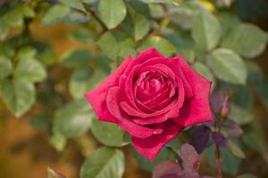 A beautiful red in sunny days. photo