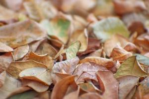 hojas amarillas secas en la temporada de otoño en el suelo. enfoque selectivo. foto